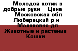 Молодой котик в добрые руки. › Цена ­ 100 - Московская обл., Люберецкий р-н, Малаховка дп Животные и растения » Кошки   